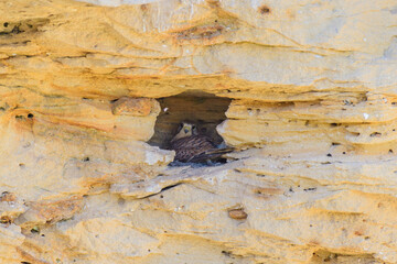 Common Kestrel Falco tinnunculus. The bird is sitting in the nest