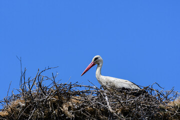 Bird Stork on nest against blue sky, white stork stands