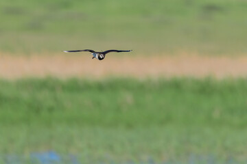 European Northern Lapwing or Green Plover, Vanellus vanellus in flight