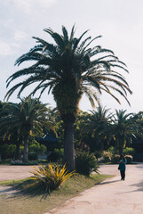 南国のヤシの木