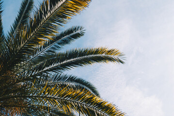 南国のヤシの木