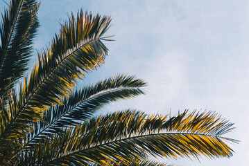 南国のヤシの木