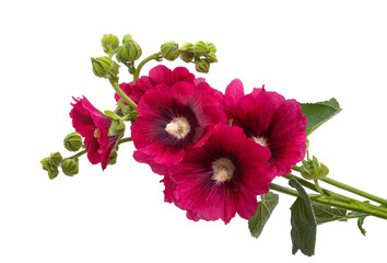 red mallow flowers isolated © ksena32