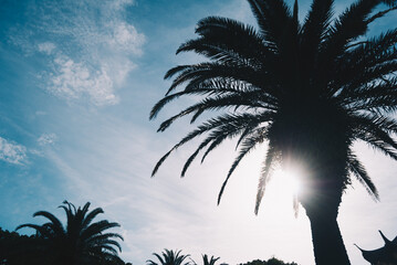 南国のヤシの木