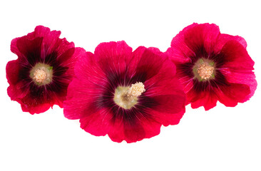 Fototapeta premium red mallow flowers isolated