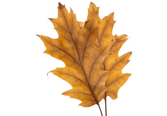 autumn oak leaves isolated