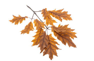 autumn oak leaves isolated