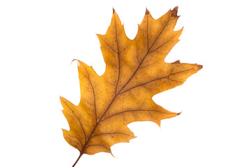 autumn oak leaves isolated