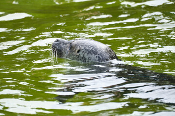 Naklejka premium Seal swimming in the water. Close up of the mammal. Endangered species in Germany