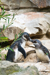 Fototapeta premium kissing penguin. black and white birds as couple on land. animal photo close up.