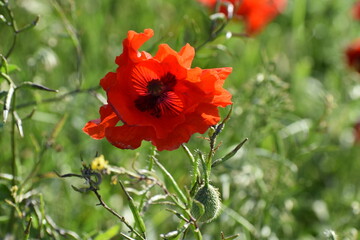 Coquelicots