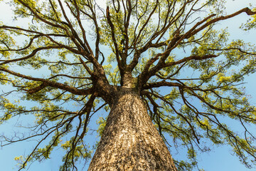 A towering tree with luxuriant branches and leaves under the blue sky