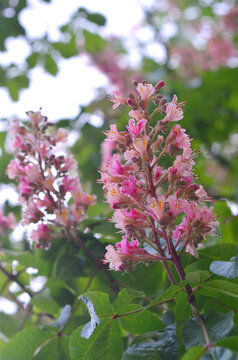 Red Horse chestnut ( Aesculus carnea) branches with pink and white blooming flowers against blurred spring background. Landscaping  and herbal medicine concept .Free copy space.