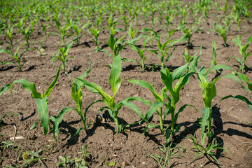 corn: field cultivated for cereal production. The birth and growth of plants sown for the production of maize in an area dedicated to organic farming.