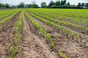 corn: field cultivated for cereal production. The birth and growth of plants sown for the production of maize in an area dedicated to organic farming.