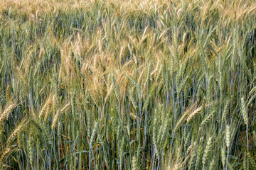 Photo of green barley field