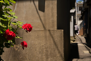 路地の小道で咲く薔薇