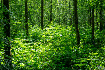 Obraz premium Eller Forst