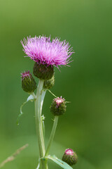 Verschiedenblättrige Kratzdistel (Cirsium heterophyllum)	