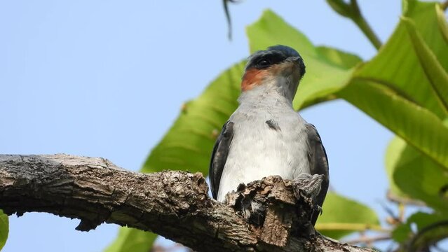 Grey-rumped treeswift  nest and baby.