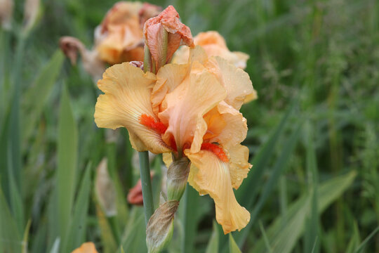 Bearded Iris 'Piroska' in flower.