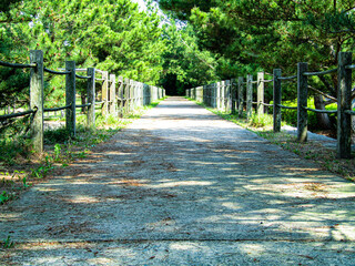 森 道 橋 公園 木 林 風景