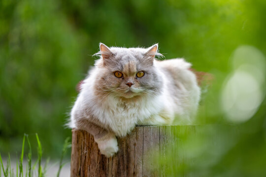 Beautiful domestic cat posing in front of the lens
