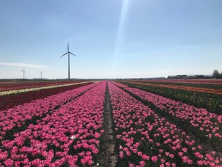 field of tulips with windmill on the background