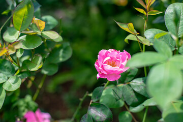 Photo of pink rose in park. Blurred background.