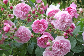 Pink Rosa 'Harlow Carr' in flower