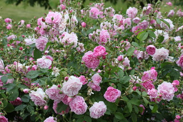 Pink Rosa 'Harlow Carr' in flower