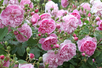 Pink Rosa 'Harlow Carr' in flower