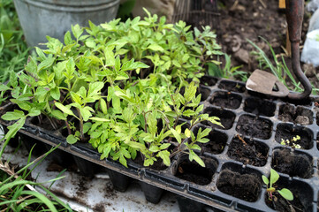 seedlings in the garden