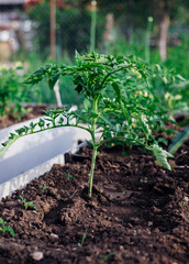 Young tomatoes in the garden. Tomato bushes are blooming. Growing vegetables in rural areas. Care and treatment of plants. Future harvest.
