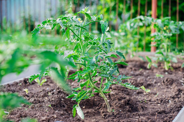 Young tomatoes in the garden. Tomato bushes are blooming. Growing vegetables in rural areas. Care and treatment of plants. Future harvest.