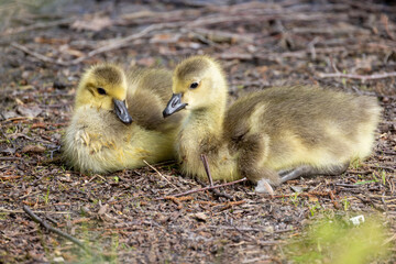 Two Baby Canada Geese, Branta canadensis, or goslings Resting on the ground. High quality photo
