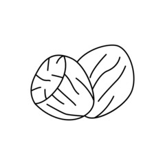 Nutmeg icon in line style icon, isolated on white background