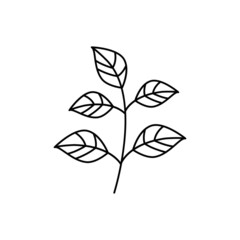 Basil icon in line style icon, isolated on white background