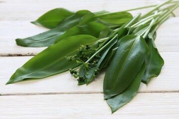 Leaves of wild garlic, lat. Allium ursinum, on white table. Decorated with ramson stem with unripe seeds.