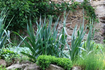 Perennial leek, lat. Allium ampeloprasum in organic farm.  Leek is surrounded by herbs and flowers. Blackberry bush in bloom at the stone wall.