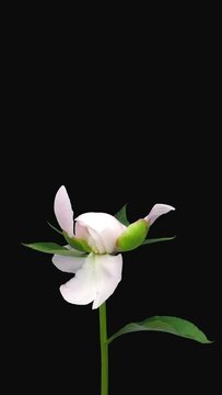 Time lapse of opening white pink peony flower isolated on black background, vertical orientation