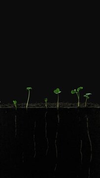 Time lapse of growing radish leaves and roots isolated on black background, vertical orientation