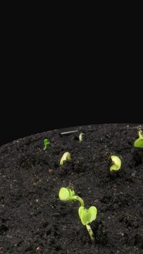 Time lapse of growing radish vegetables isolated on black background, vertical orientation