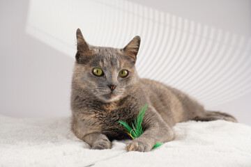 Adult european short hair cat blue tortie laying on a white faux fur rug with its toy and looking...