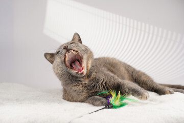 Adult european short hair cat blue tortie laying on a white faux fur rug with its toy and yawning...