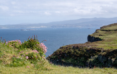 Pretty pink thrift flowers growing wild on the rocky cliffs at Handa Island near Scourie in Sutherland on the north west coast of Scotland.