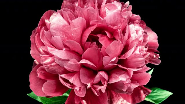 Red Peony Open Flower in Time Lapse on a Black Background. Vedding Concept. Blooming Plant Change Petals Color from Red to Pink. Front View