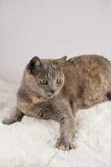 Adult european short hair cat blue tortie laying on a white faux fur rug actively playing with its toy with feathers