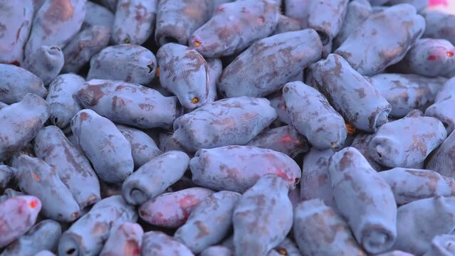 Fresh raw Blue honeysuckle known also as Honeyberry, Blue-berry honeysuckle, Sweetberry honeysuckle and Haskap berry rotating close up. High quality 4K footage