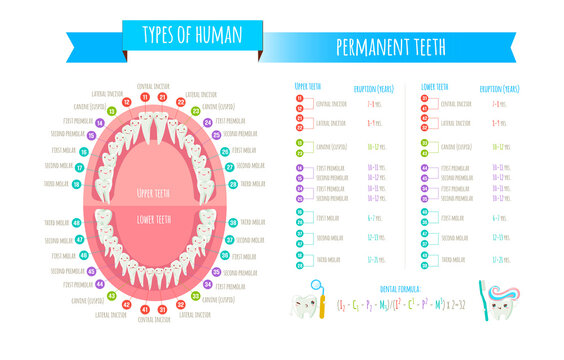 Human dental numbering system infographic. All objects are conveniently grouped and are easily editable.
